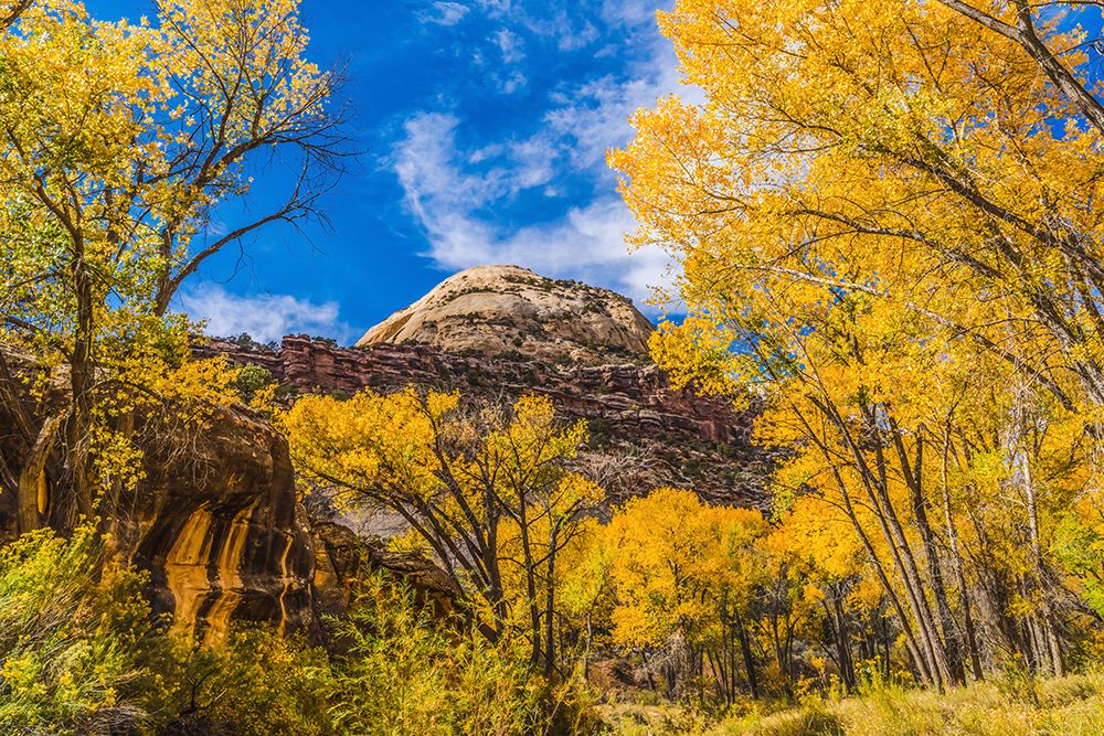 Colorful yellow cottonwood trees-Canyonlands National Park-Needles District-Utah art print by William Perry for $57.95 CAD