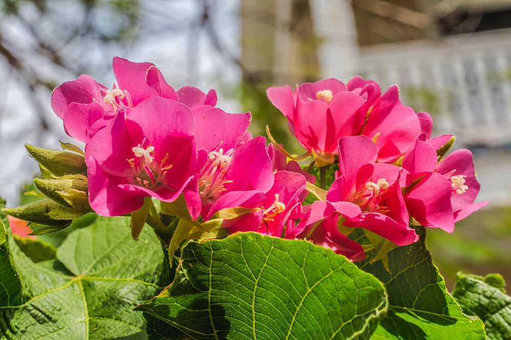 Pinkball hydrangea- Key West- Florida. art print by William Perry for $57.95 CAD