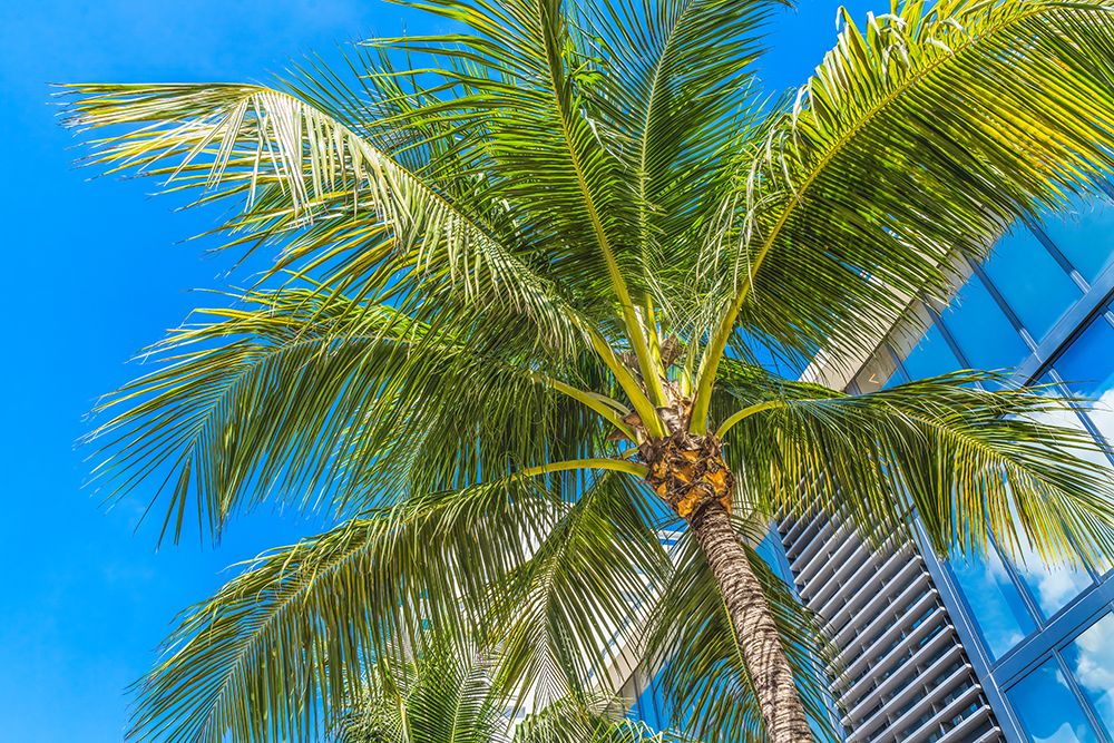 Palm tree fronds-Miami Beach-Florida. art print by William Perry for $57.95 CAD