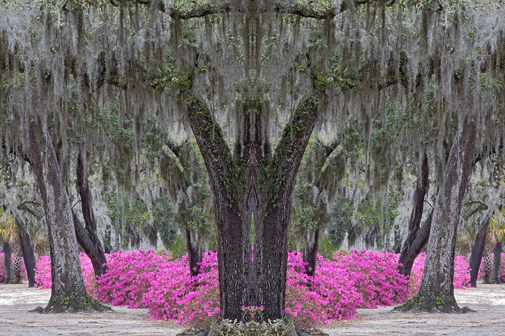 Live oak trees draped in Spanish moss and azaleas in full bloom in spring-Bonaventure Cemetery art print by Adam Jones for $57.95 CAD