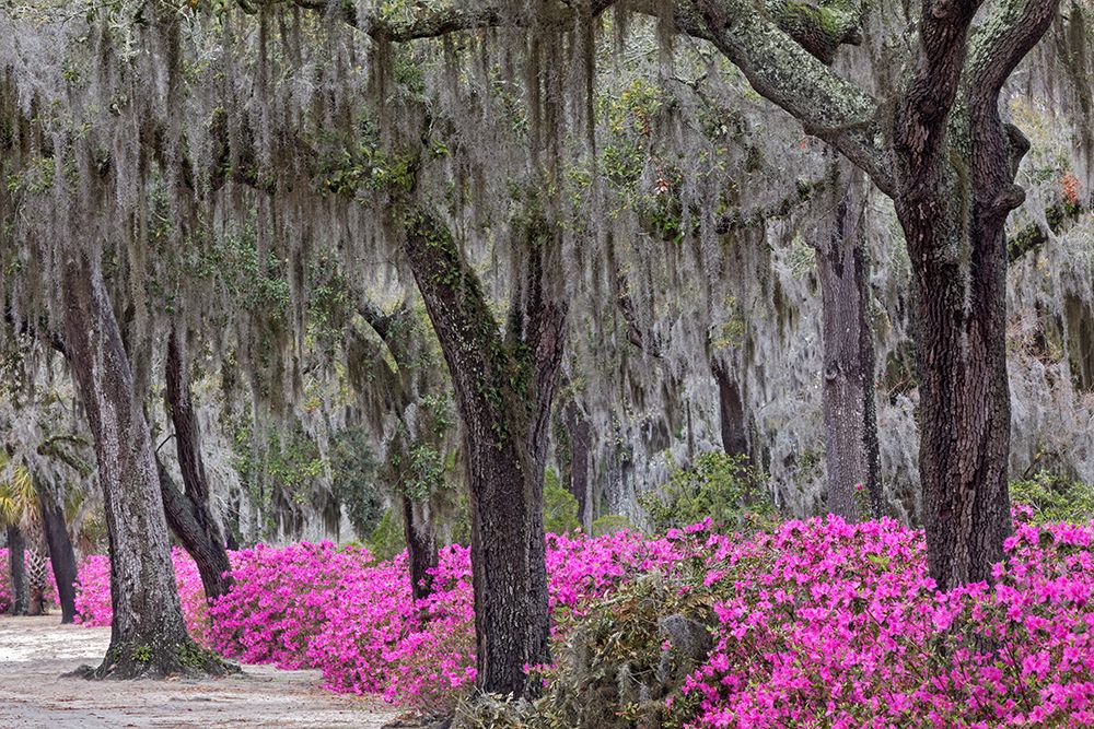 Live oak trees draped in Spanish moss and azaleas in full bloom in spring-Bonaventure Cemetery art print by Adam Jones for $57.95 CAD