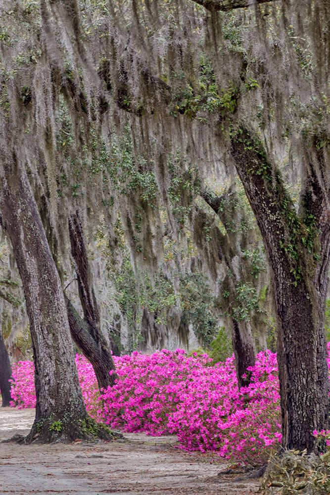 Bonaventure Cemetery-Georgia-Savannah art print by Adam Jones for $57.95 CAD