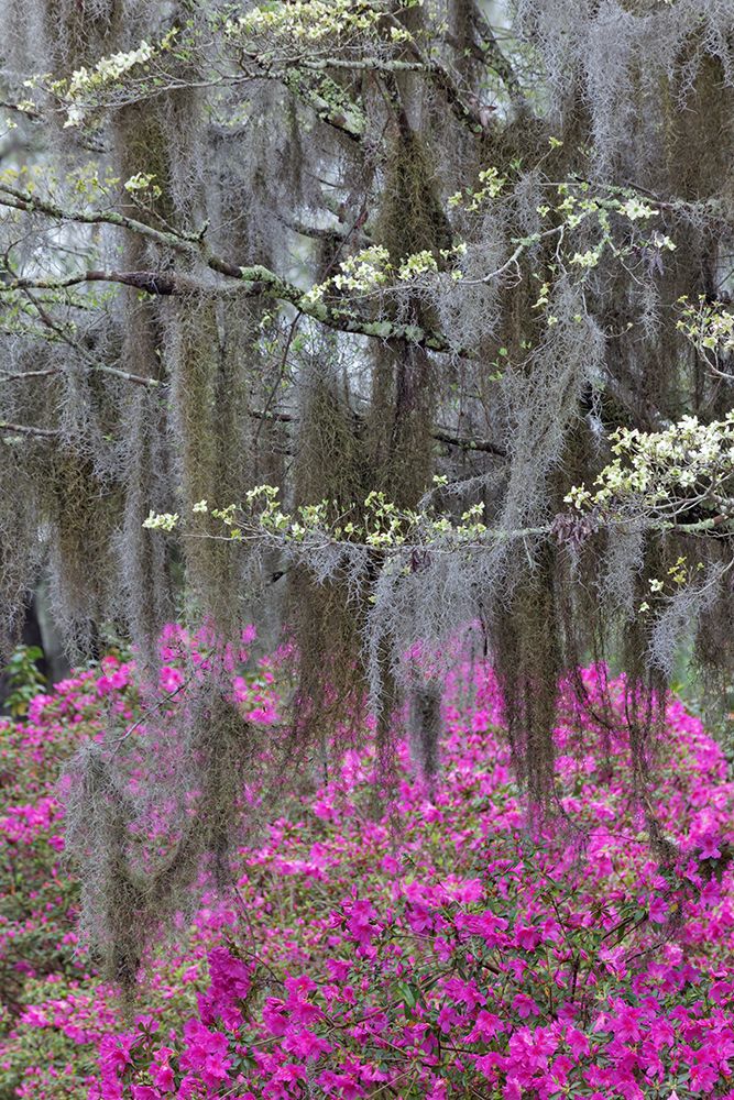 Flowering dogwood trees and azaleas in full bloom in spring-Bonaventure Cemetery-Savannah-Georgia art print by Adam Jones for $57.95 CAD