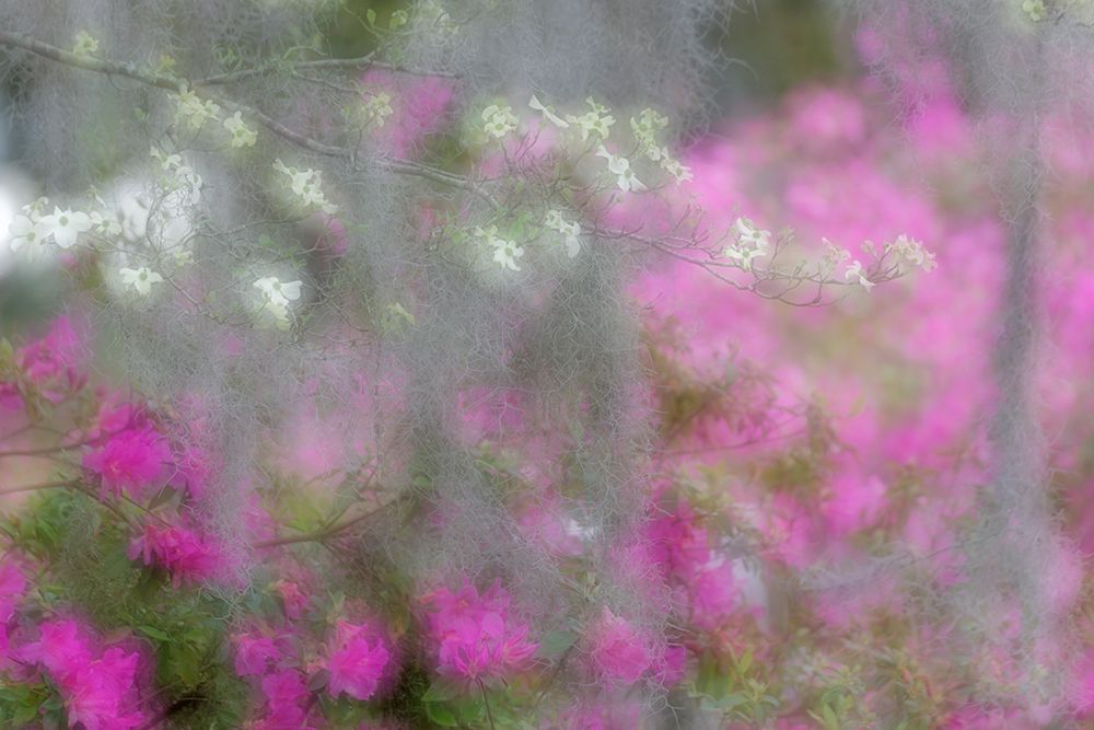 Soft focus view of flowering dogwood trees and azaleas in full bloom in spring-Bonaventure Cemetery art print by Adam Jones for $57.95 CAD