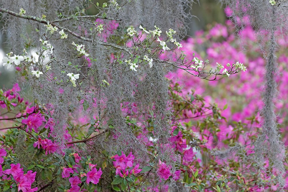 Flowering dogwood trees and azaleas in full bloom in spring-Bonaventure Cemetery-Savannah-Georgia art print by Adam Jones for $57.95 CAD