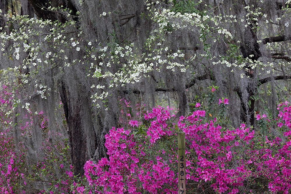 Flowering dogwood trees and azaleas in full bloom in spring-Bonaventure Cemetery-Savannah-Georgia art print by Adam Jones for $57.95 CAD