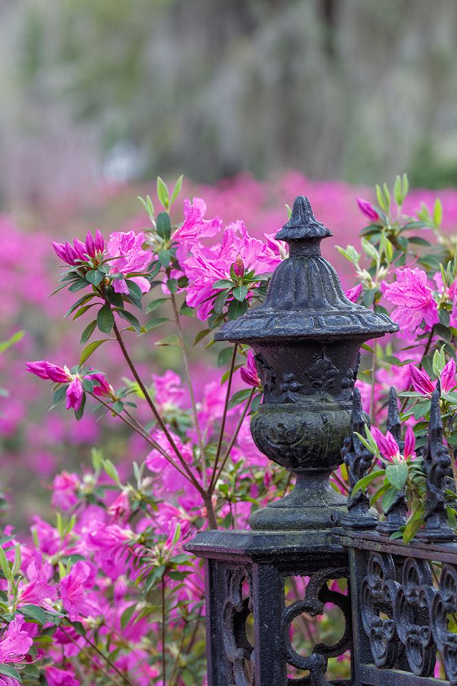 Iron fence and azaleas in full bloom-Bonaventure Cemetery-Savannah-Georgia art print by Adam Jones for $57.95 CAD