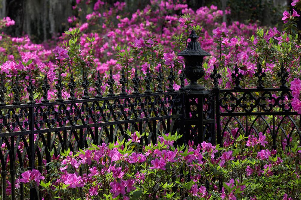 Iron fence and azaleas in full bloom-Bonaventure Cemetery-Savannah-Georgia art print by Adam Jones for $57.95 CAD