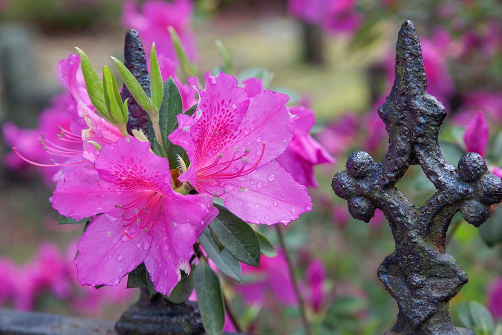 Iron fence and azaleas in full bloom-Bonaventure Cemetery-Savannah-Georgia art print by Adam Jones for $57.95 CAD