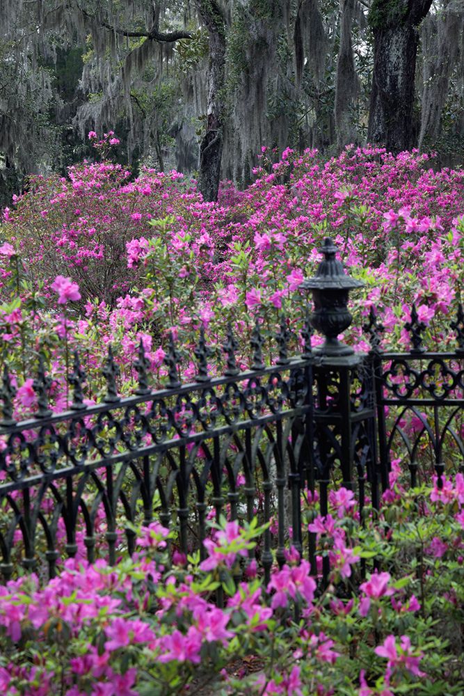 Iron fence and azaleas in full bloom-Bonaventure Cemetery-Savannah-Georgia art print by Adam Jones for $57.95 CAD