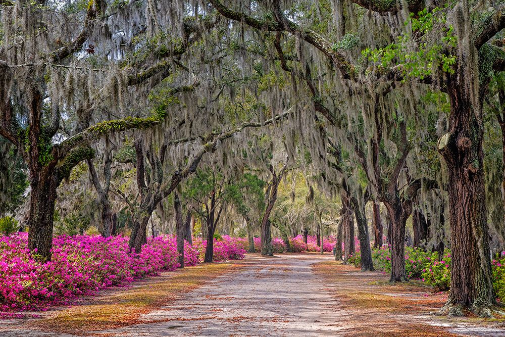 Rural road with azaleas and live oaks lining roadway-Bonaventure Cemetery-Savannah-Georgia art print by Adam Jones for $57.95 CAD
