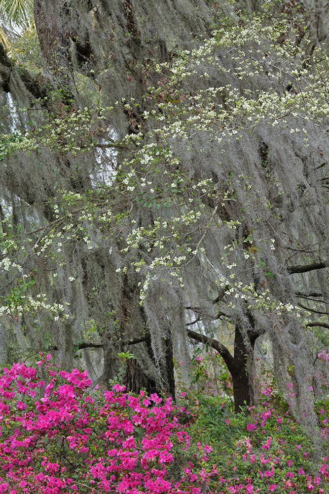 Flowering dogwood trees and azaleas in full bloom in spring-Bonaventure Cemetery-Savannah-Georgia art print by Adam Jones for $57.95 CAD