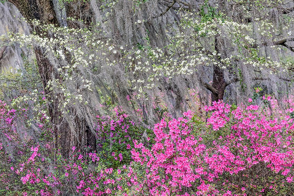 Flowering dogwood trees and azaleas in full bloom in spring-Bonaventure Cemetery-Savannah-Georgia art print by Adam Jones for $57.95 CAD