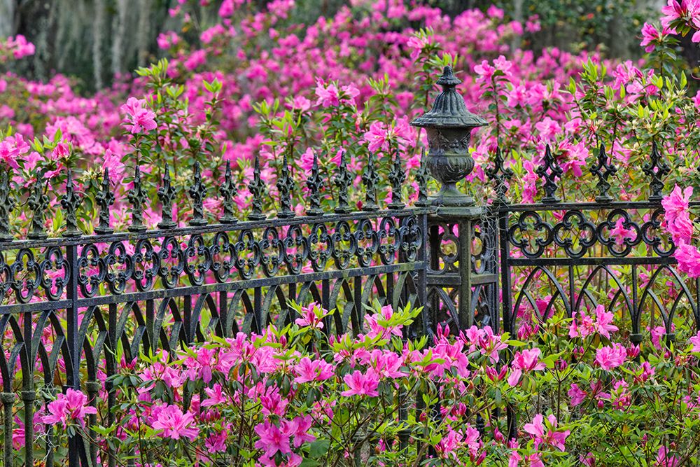 Iron fence and azaleas in full bloom-Bonaventure Cemetery-Savannah-Georgia art print by Adam Jones for $57.95 CAD