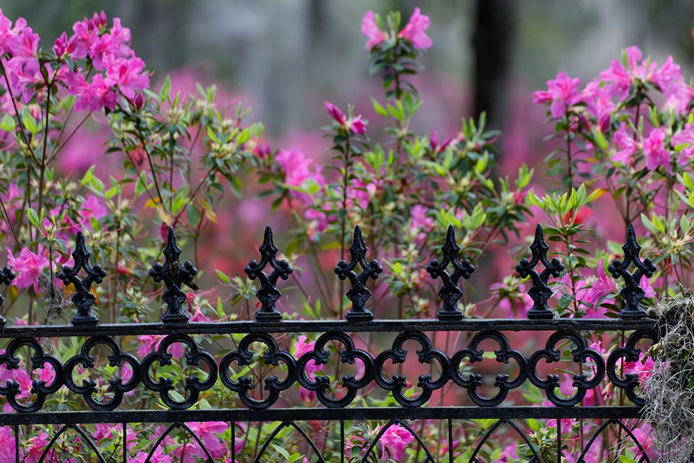Iron fence and azaleas in full bloom-Bonaventure Cemetery-Savannah-Georgia art print by Adam Jones for $57.95 CAD