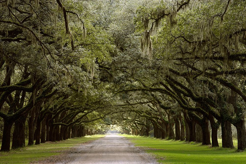 Live Oak Alley-Savannah-Georgia art print by Anna Miller for $57.95 CAD