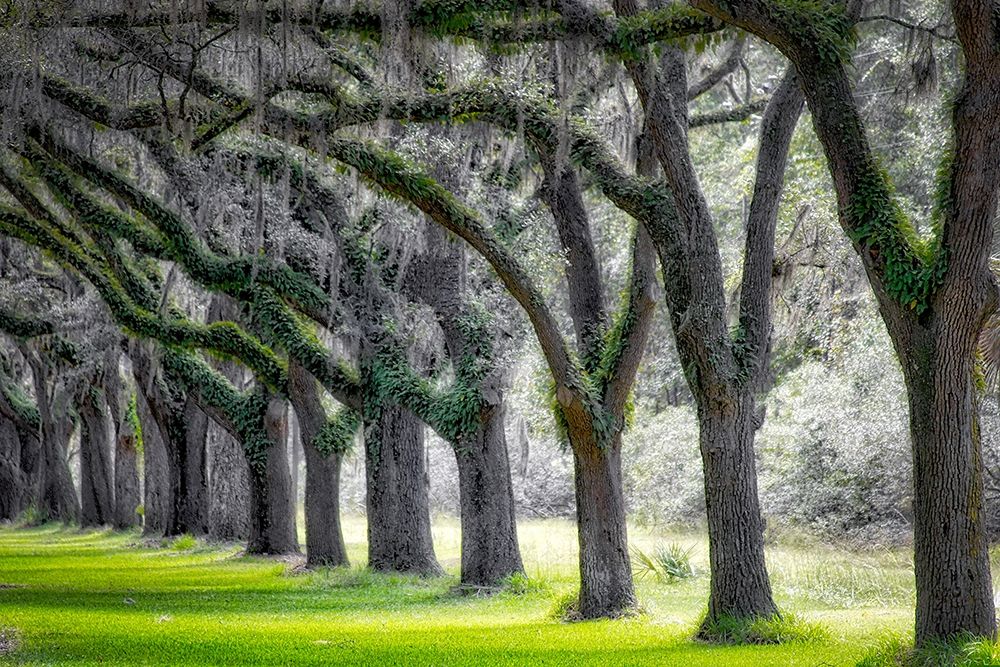 Live Oak Alley-Savannah-Georgia art print by Anna Miller for $57.95 CAD