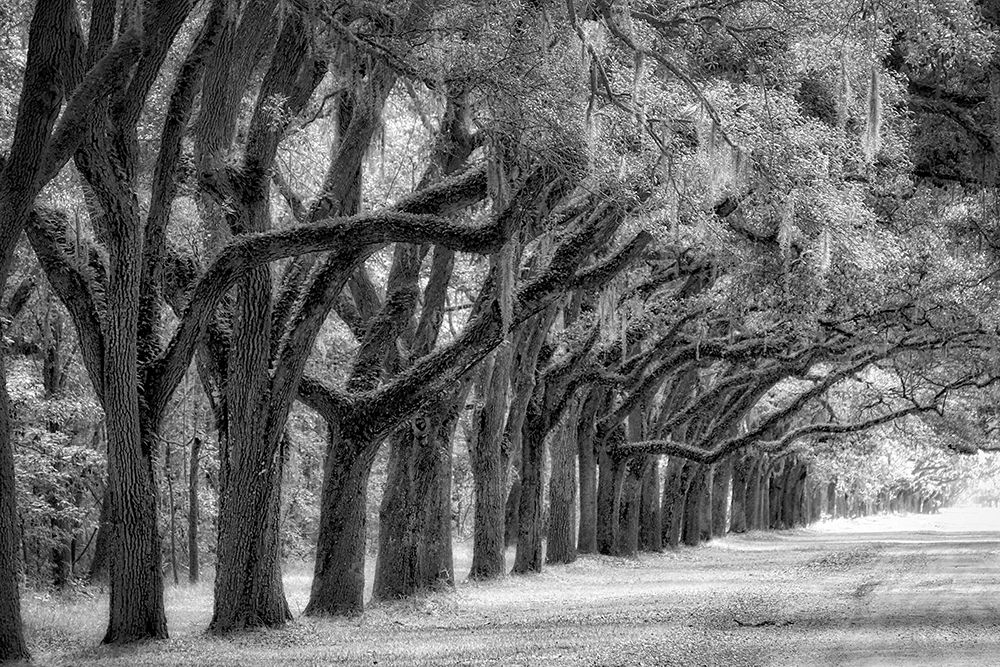 Live Oak Alley-Savannah-Georgia art print by Anna Miller for $57.95 CAD
