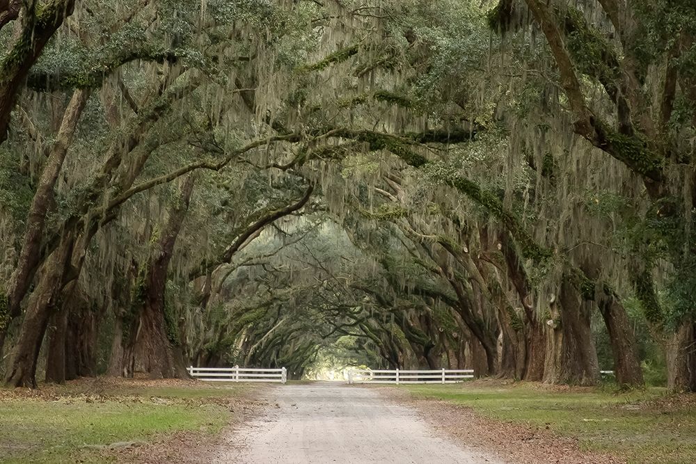 Live Oak Alley-Savannah-Georgia art print by Anna Miller for $57.95 CAD