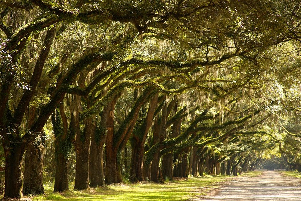 Live Oak Alley-Savannah-Georgia art print by Anna Miller for $57.95 CAD