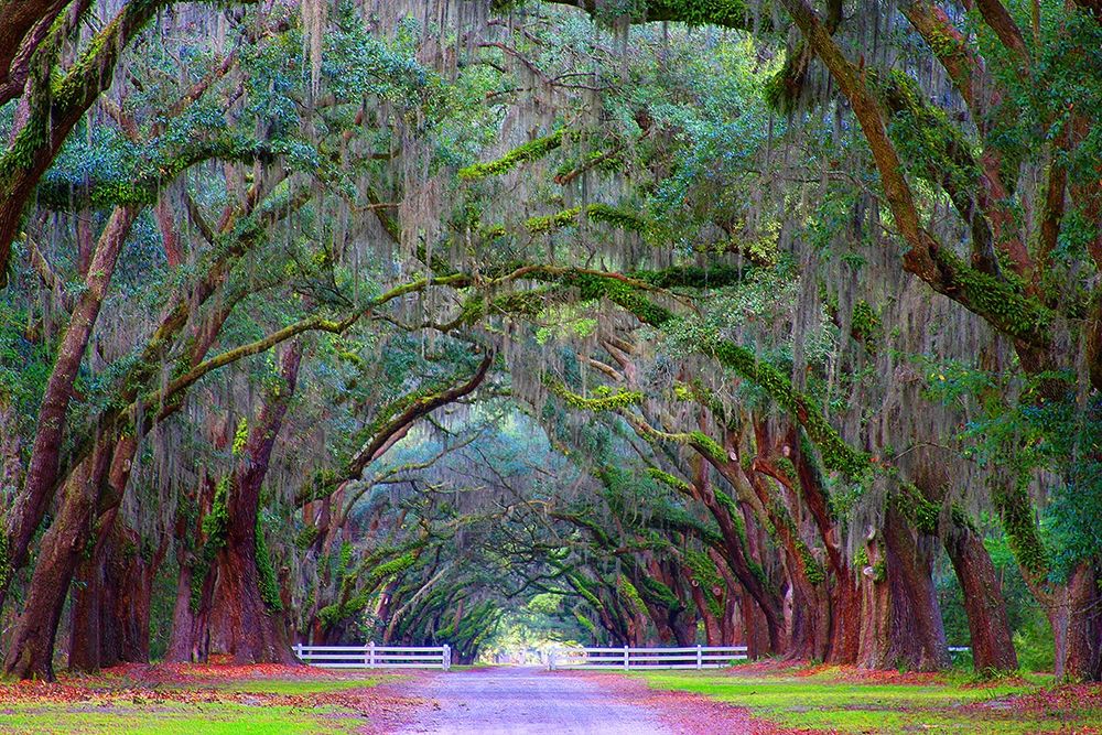 Oak Alley-Wormsloe Plantation-Savannah-Georgia-USA art print by Anna Miller for $57.95 CAD