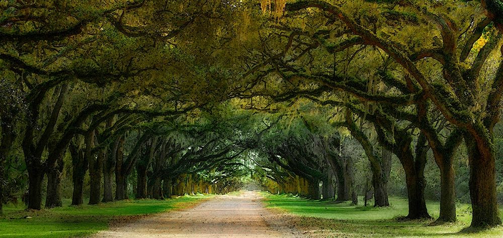 Oak Alley-Wormsloe Plantation-Savannah-Georgia-USA art print by Anna Miller for $57.95 CAD