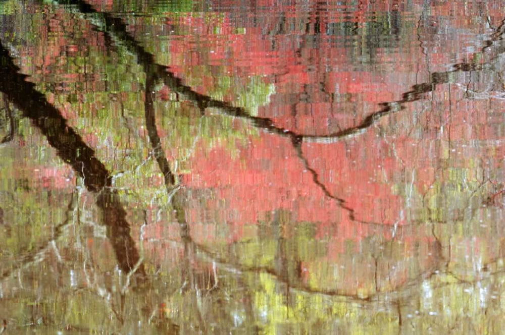 Georgia, Reflections of early spring buds in pond art print by Nancy Rotenberg for $57.95 CAD