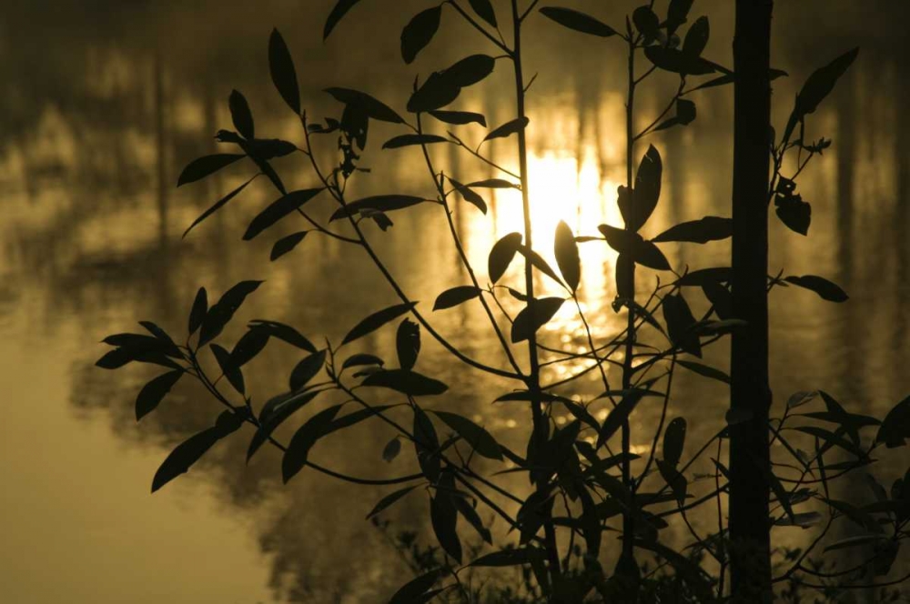 Georgia, Sunrise reflected in a pond art print by Nancy Rotenberg for $57.95 CAD