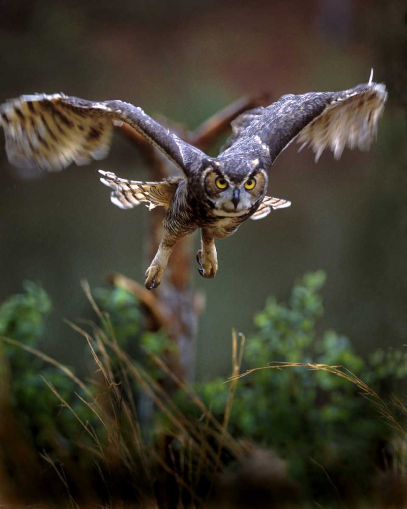 GA, Pine Mountain Barred owl in flight art print by David Kelley for $57.95 CAD