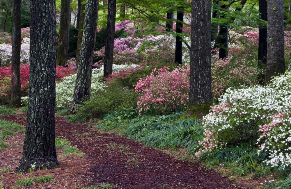Georgia Pathway through trees and flower bushes art print by Nancy Rotenberg for $57.95 CAD