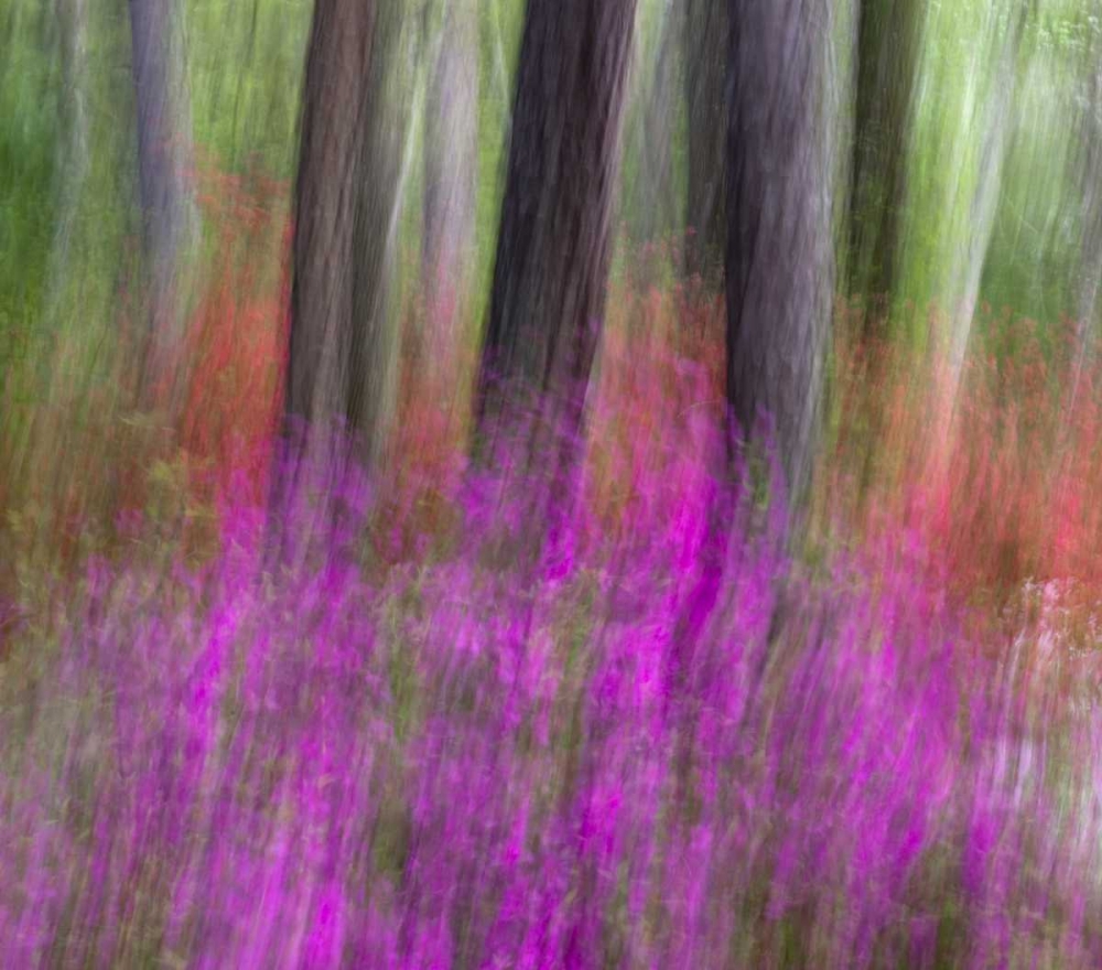 Colorful blurred garden abstract, Georgia art print by Nancy Rotenberg for $57.95 CAD