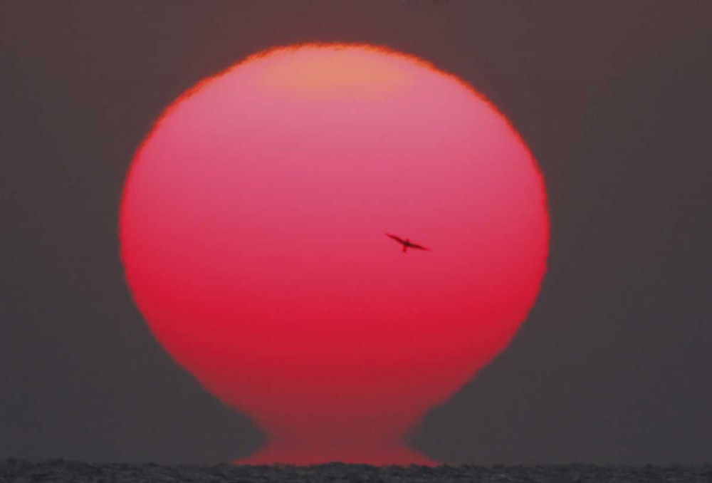 GA, Little St Simons Island Tern in flight art print by Arthur Morris for $57.95 CAD