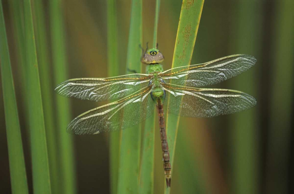 USA, Georgia Green darner dragonfly on reeds art print by Nancy Rotenberg for $57.95 CAD