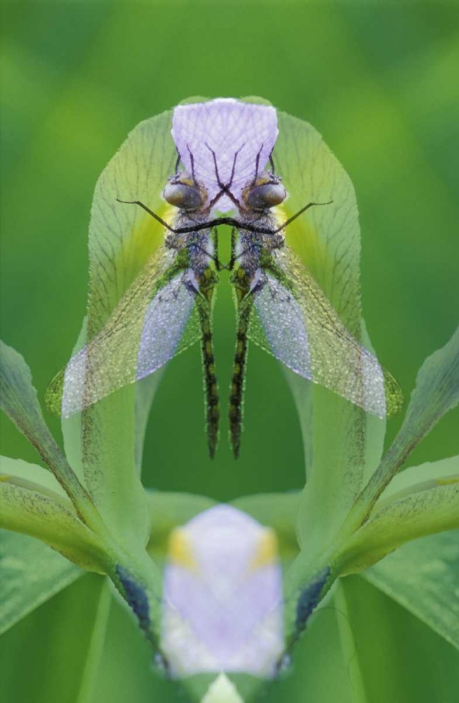 USA, Georgia Dragonfly montage art print by Nancy Rotenberg for $57.95 CAD
