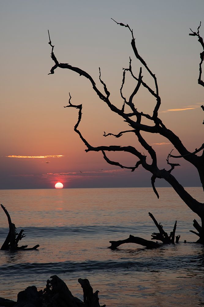 USA-Georgia-Jekyll Island-Sunrise on Driftwood Beach of petrified trees art print by Hollice Looney for $57.95 CAD