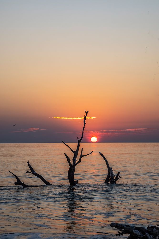 USA-Georgia-Jekyll Island-Sunrise on Driftwood Beach of petrified trees art print by Hollice Looney for $57.95 CAD