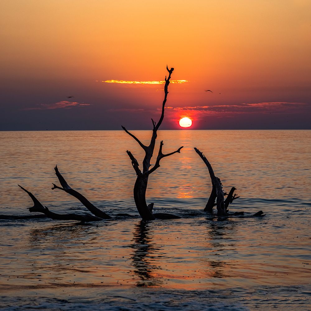 USA-Georgia-Jekyll Island-Sunrise on Driftwood Beach of petrified trees art print by Hollice Looney for $57.95 CAD