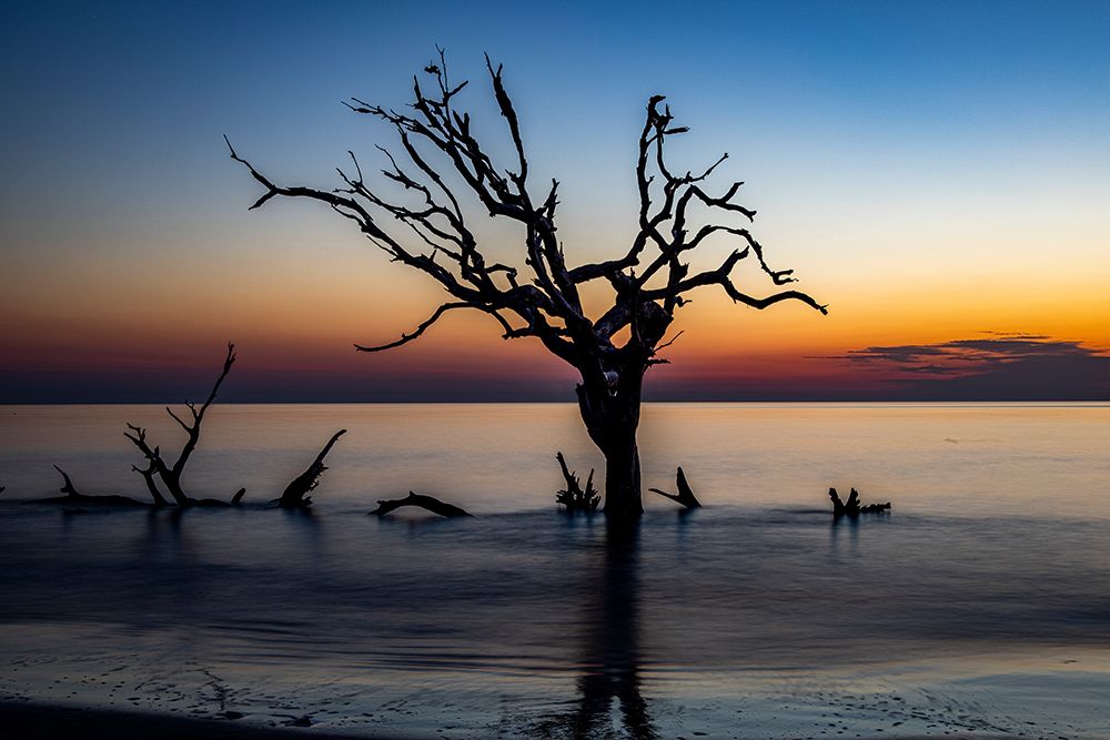 USA-Georgia-Jekyll Island-Sunrise on Driftwood Beach of petrified trees art print by Hollice Looney for $57.95 CAD