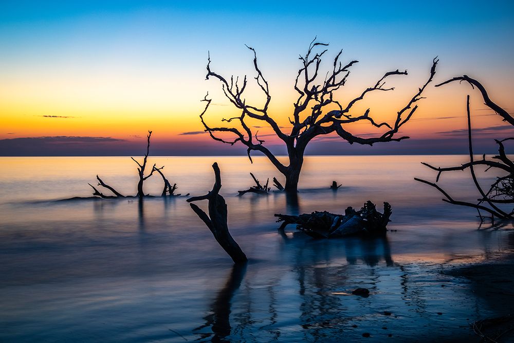USA-Georgia-Jekyll Island-Sunrise on Driftwood Beach of petrified trees art print by Hollice Looney for $57.95 CAD