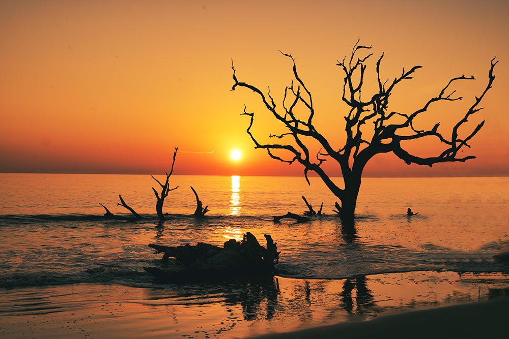 USA-Georgia-Jekyll Island-Sunrise on Driftwood Beach of petrified trees art print by Hollice Looney for $57.95 CAD