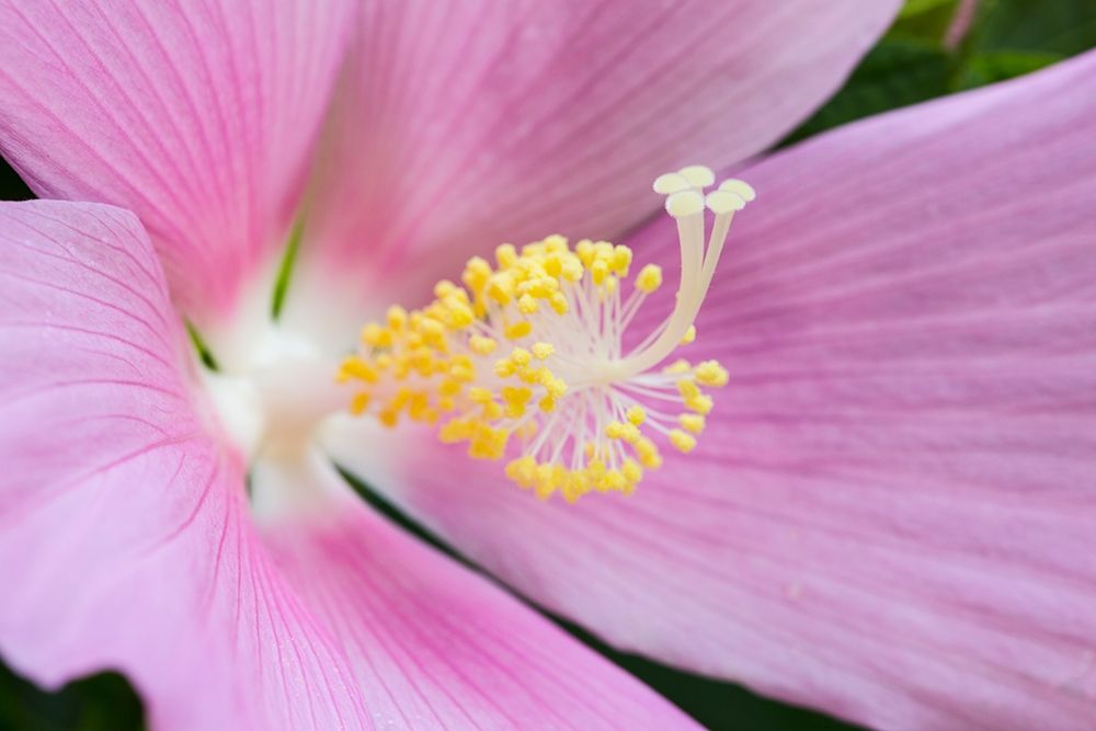 Georgia-Savannah Close-up of hibiscus flower art print by Joanne Wells for $57.95 CAD