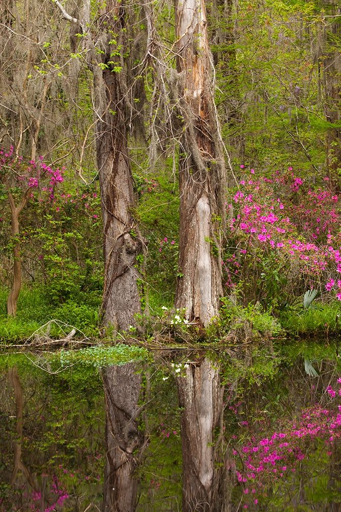 South Carolina-Charleston Azaleas blooming along ponds edge at Magnolia Gardens art print by Joanne Wells for $57.95 CAD