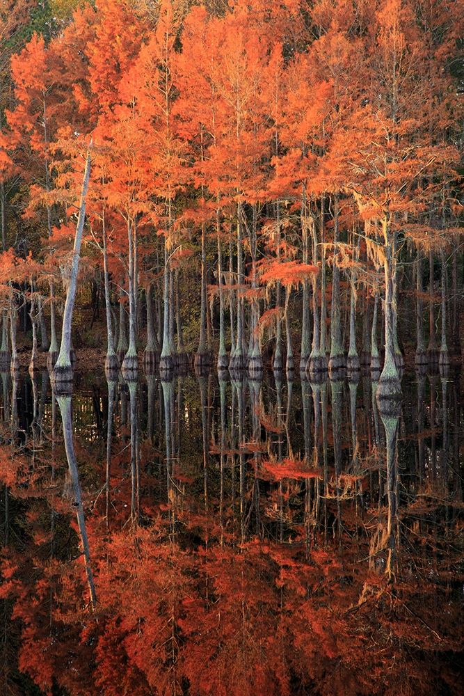 Georgia-Cypress trees with reflections in the fall art print by Joanne Wells for $57.95 CAD