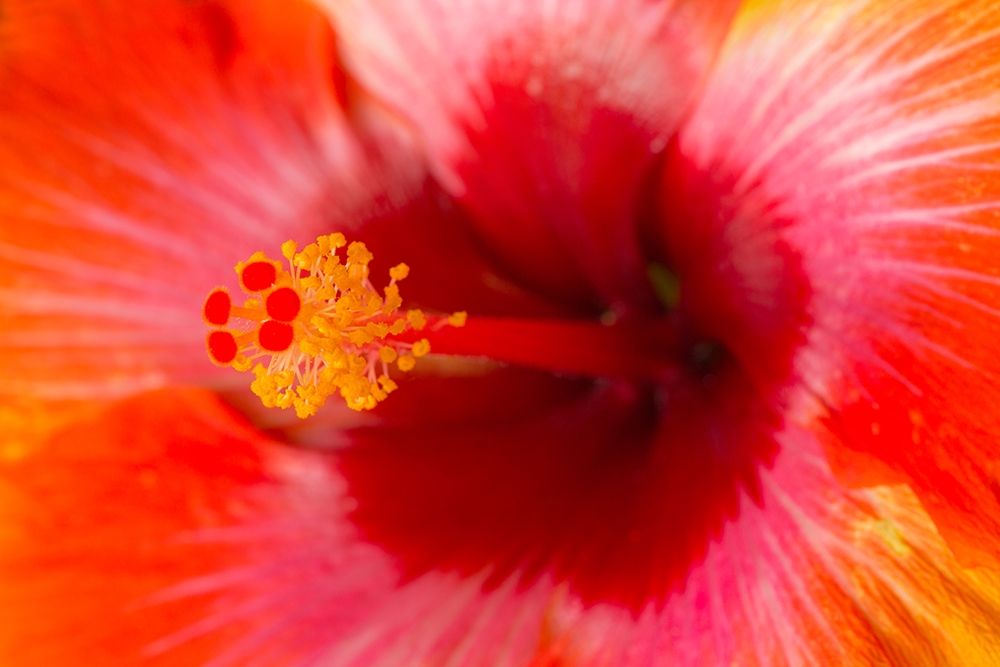 Georgia-Savannah Close-up of hibiscus in the spring art print by Joanne Wells for $57.95 CAD
