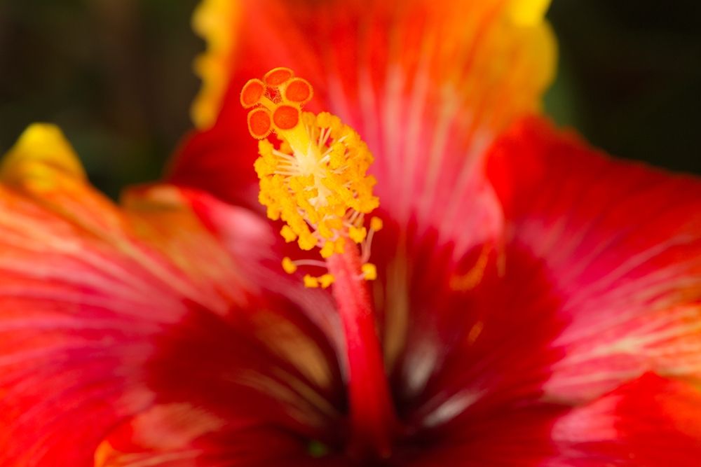 Georgia-Savannah Close-up of a hibiscus, art print by Joanne Wells for $57.95 CAD