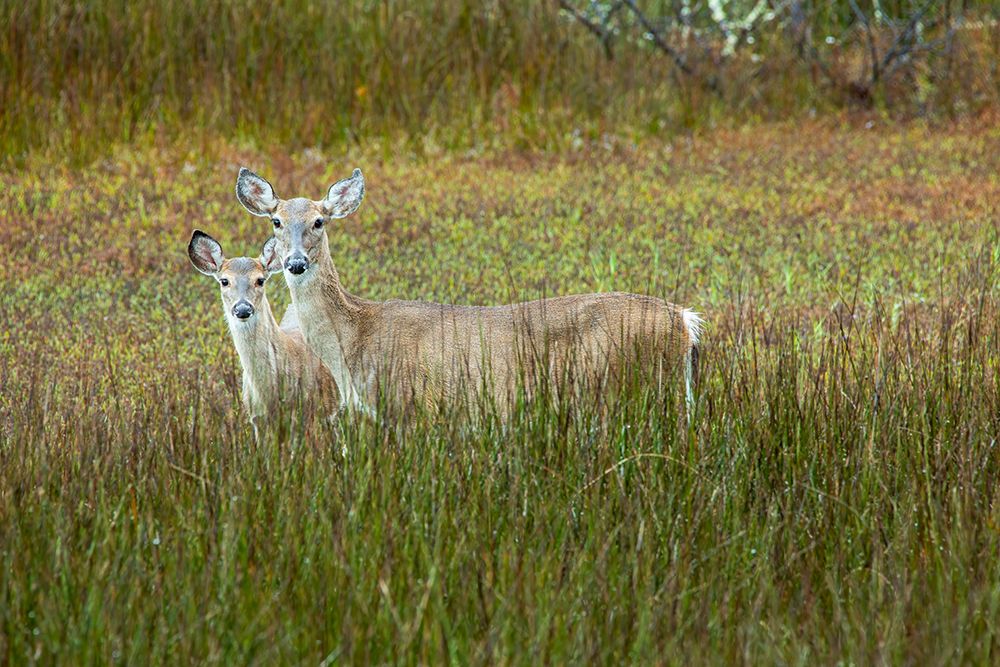 USA- Georgia- Savannah. Doe an fawn in the marsh grass. art print by Joanne Wells for $57.95 CAD