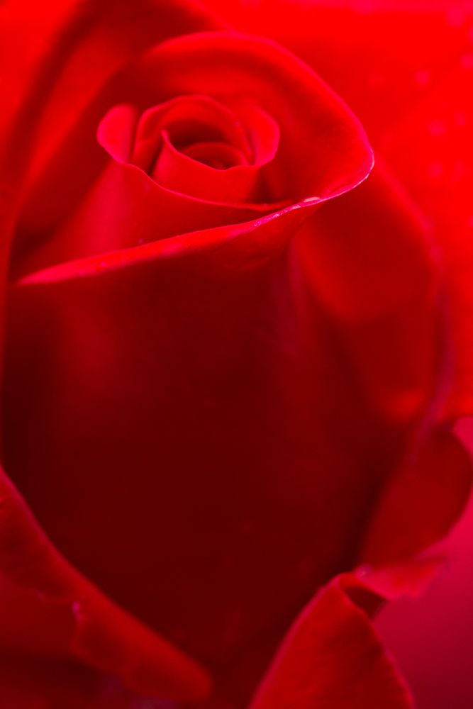 USA- Georgia- Savannah. Red rose bud in the spring. art print by Joanne Wells for $57.95 CAD