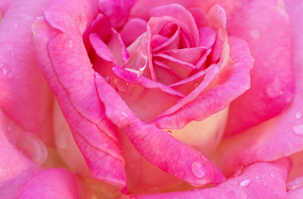 USA- Georgia- Savannah. Pink rose with water drops. art print by Joanne Wells for $57.95 CAD