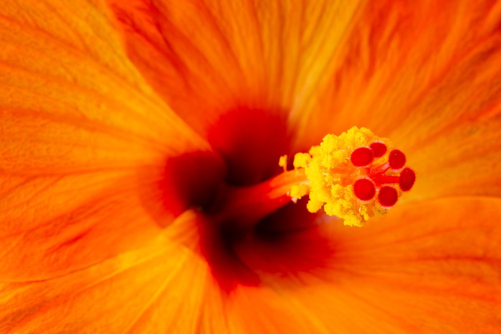USA-Georgia-Savannah Hibiscus in bloom art print by Joanne Wells for $57.95 CAD