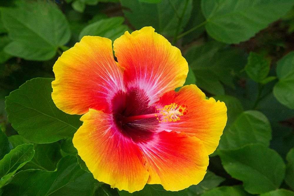 USA-Georgia-Savannah Hibiscus in bloom art print by Joanne Wells for $57.95 CAD